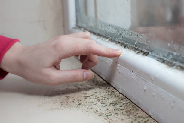 Best Mold Prevention Services  in Pearl, MS