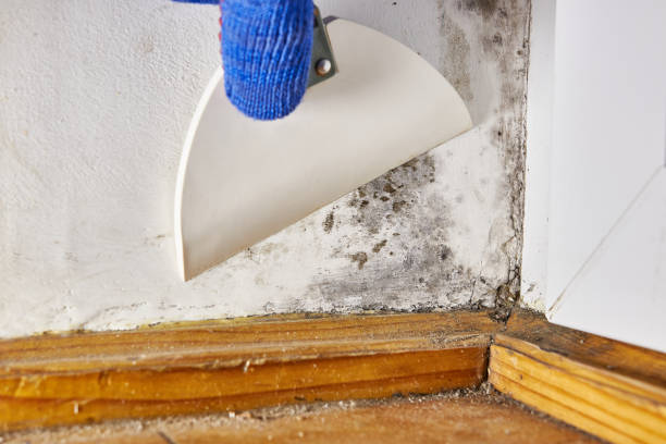 Professional Mold Removal in Pearl, MS