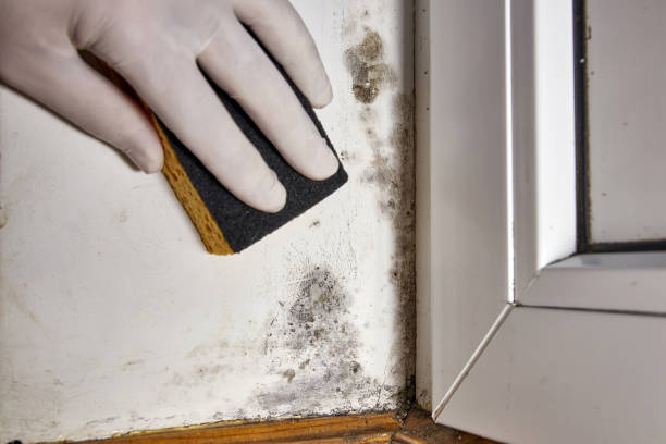 Pearl, MS Mold Removal Company